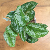 Satin Pothos, with 5.5 inches White Decor Pot